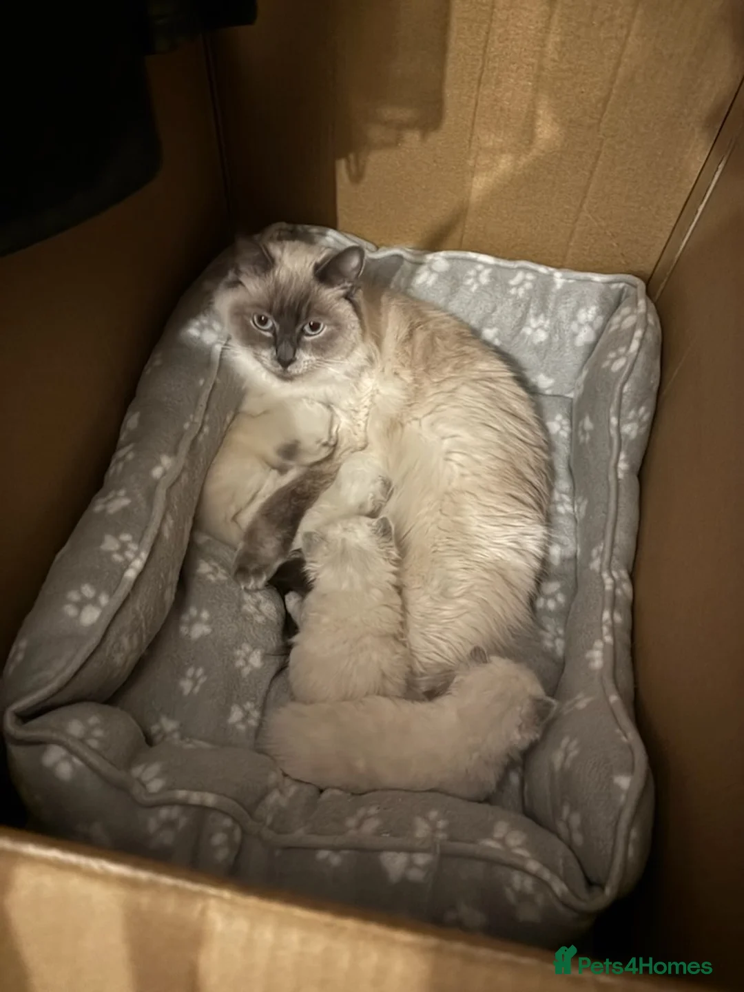 Ragdoll cats for stud: GCCF Proven Stud carrying chocolate in Glasgow - Advert 12