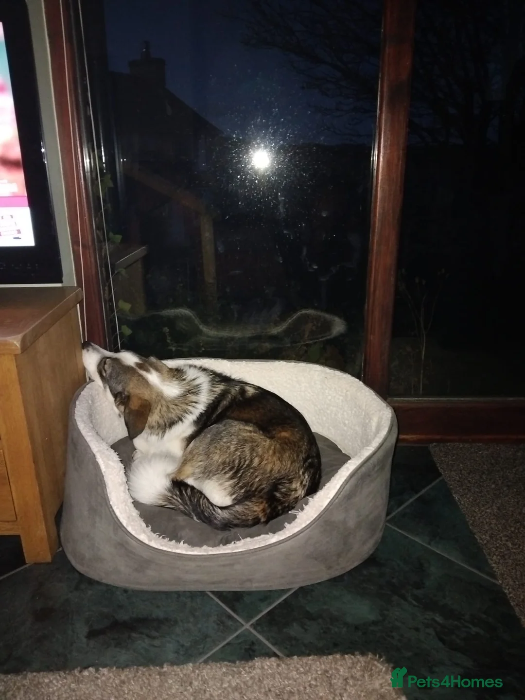 Mixed Breed dogs for sale: Meet wonderful Nala! - Advert 11