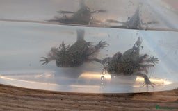 Axolotl reptiles for sale: REDUCED ONLY  5 LEFT baby Axolotls wild lavender  - Image 32