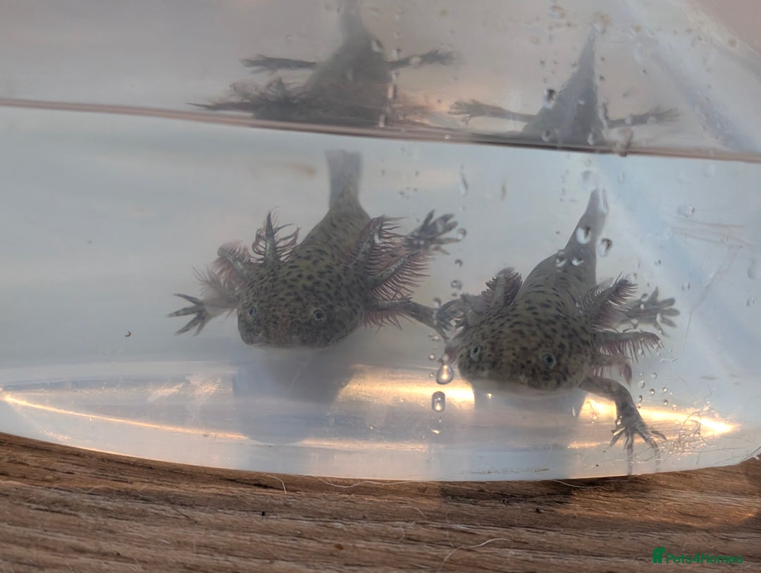 Axolotl reptiles for sale: REDUCED ONLY  5 LEFT baby Axolotls wild lavender  - Image 32