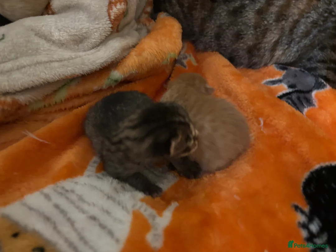Bengal cats for sale: Kittens  - Advert 1