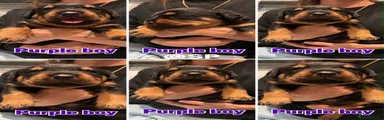 Rottweiler 3
