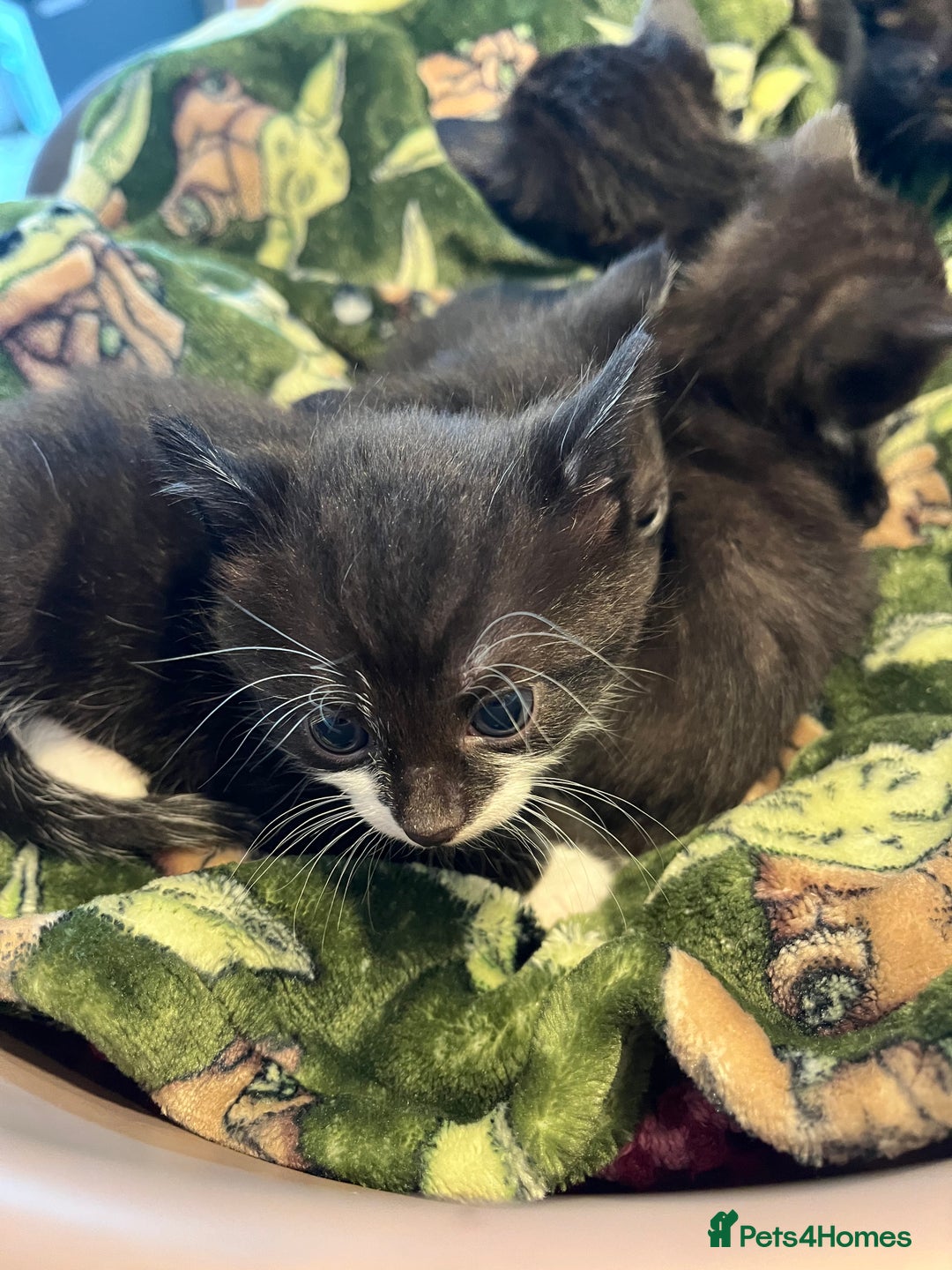 Mixed Breed cats for sale: Kittens for sale - Image 5