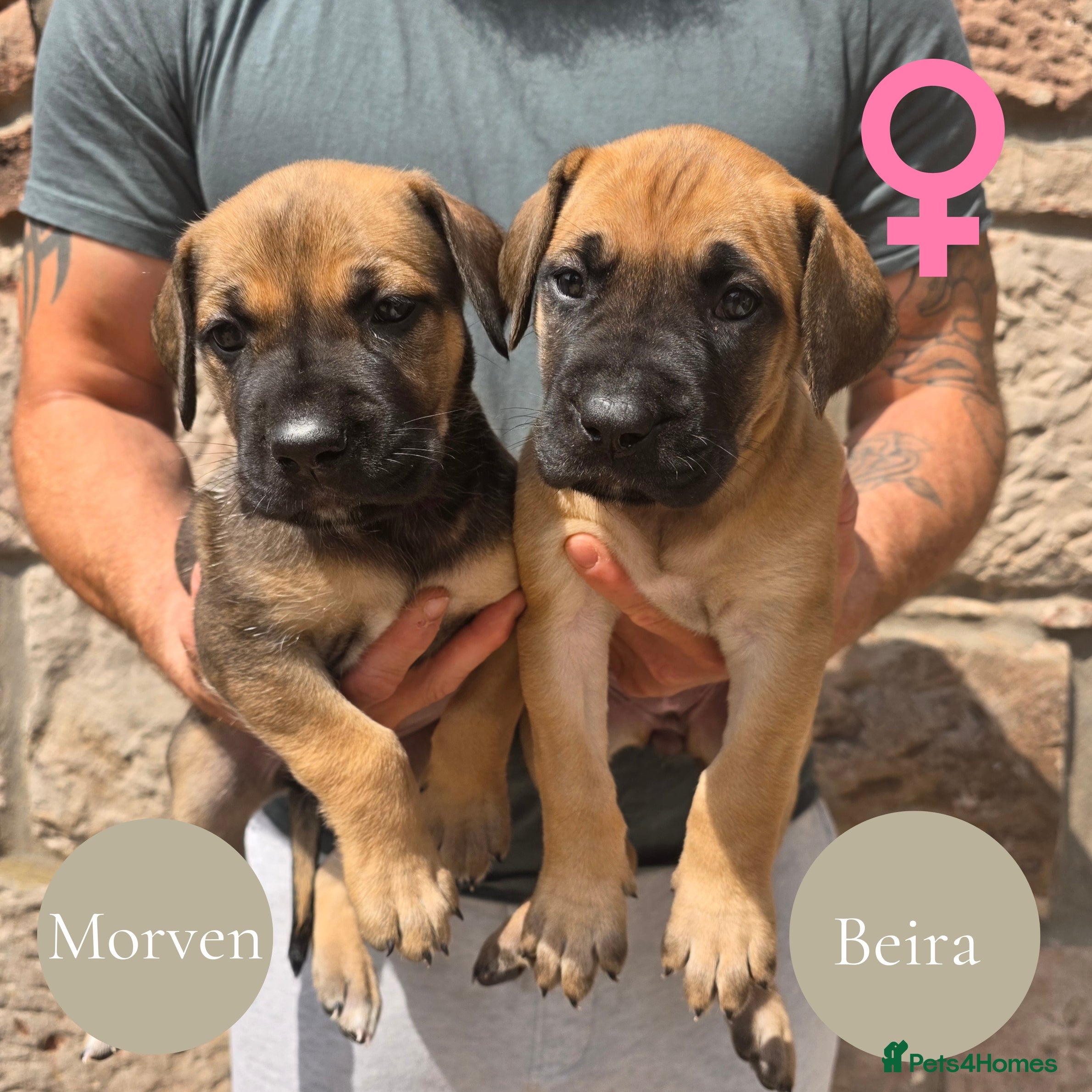 Mixed Breed dogs GreatDane x CaneCorso Pups-Exceptional Temperament - Advert 1