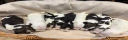 Beagle dogs for sale: 🐾 STUNNING KC REGISTERED BEAGLE PUPPIES 🐾 - Advert 3
