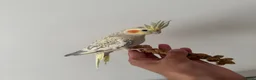Cockatiels birds for sale: Beautiful hand tamed cockatiels  - Advert 5