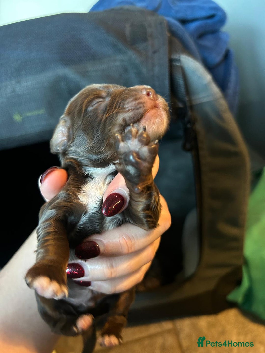 Cockapoo dogs for sale: Cockapoo/ cocker spaniel puppies - Advert 11