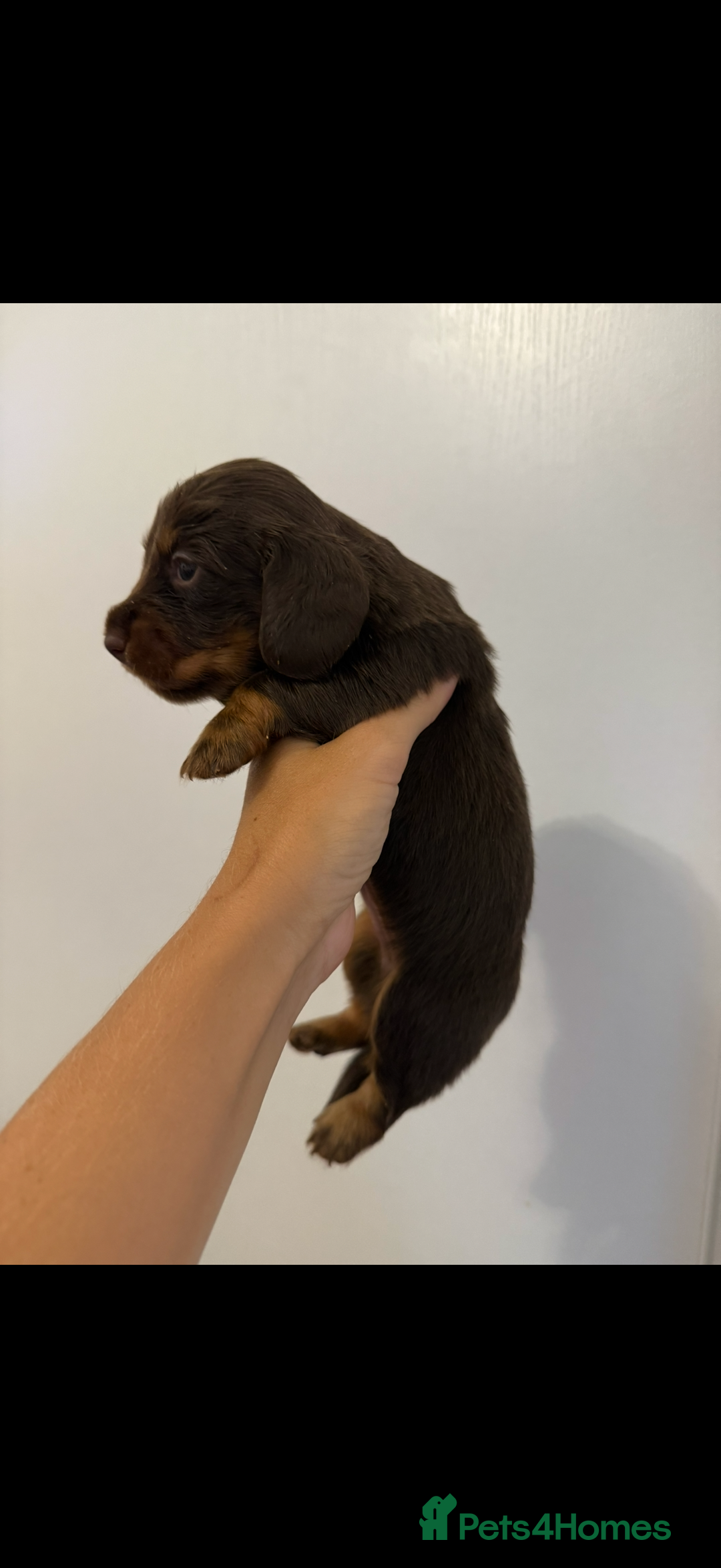 Miniature Dachshund dogs for sale: Long haired Miniature Dachshund - Image 5