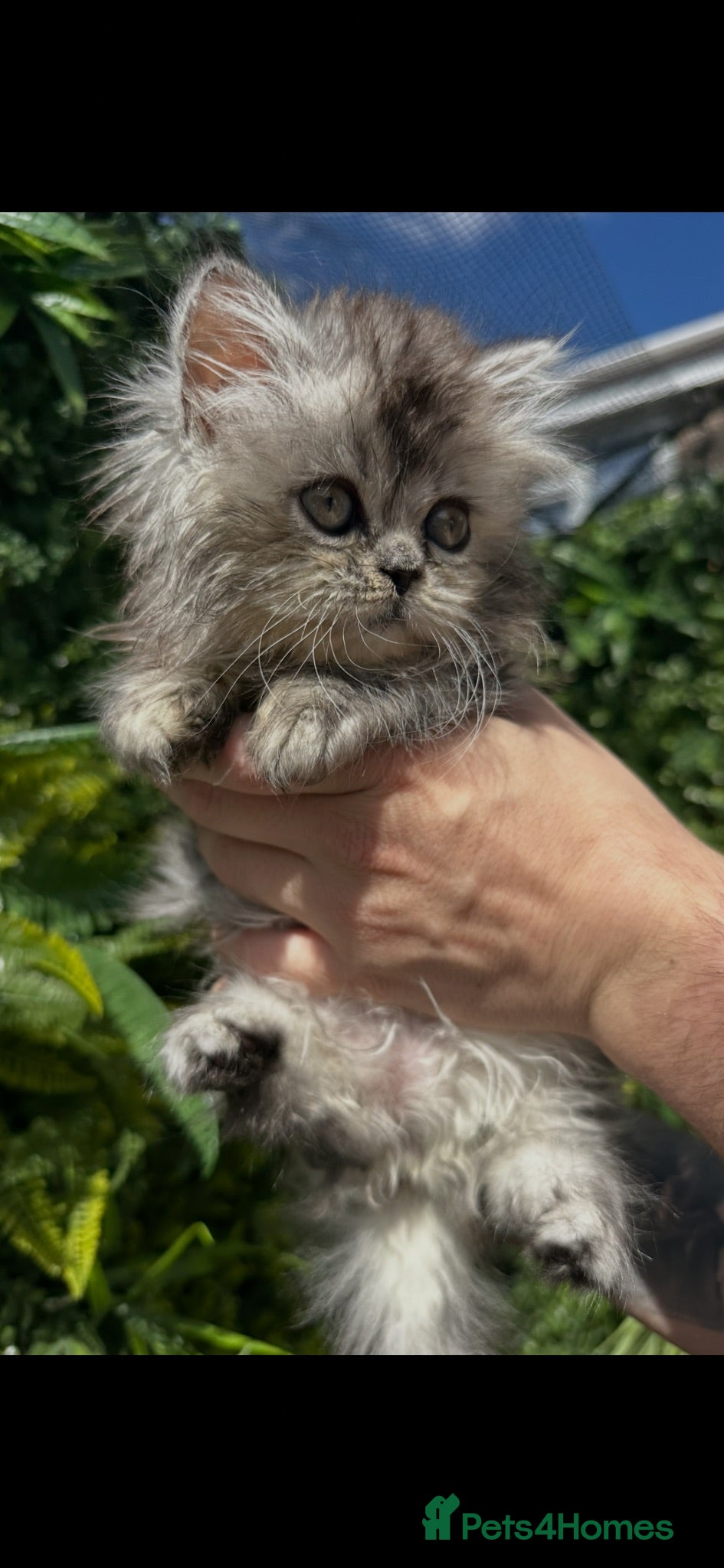 Persian cats Gorgeous Persian/chinchilla Persian Kittens - Advert 1