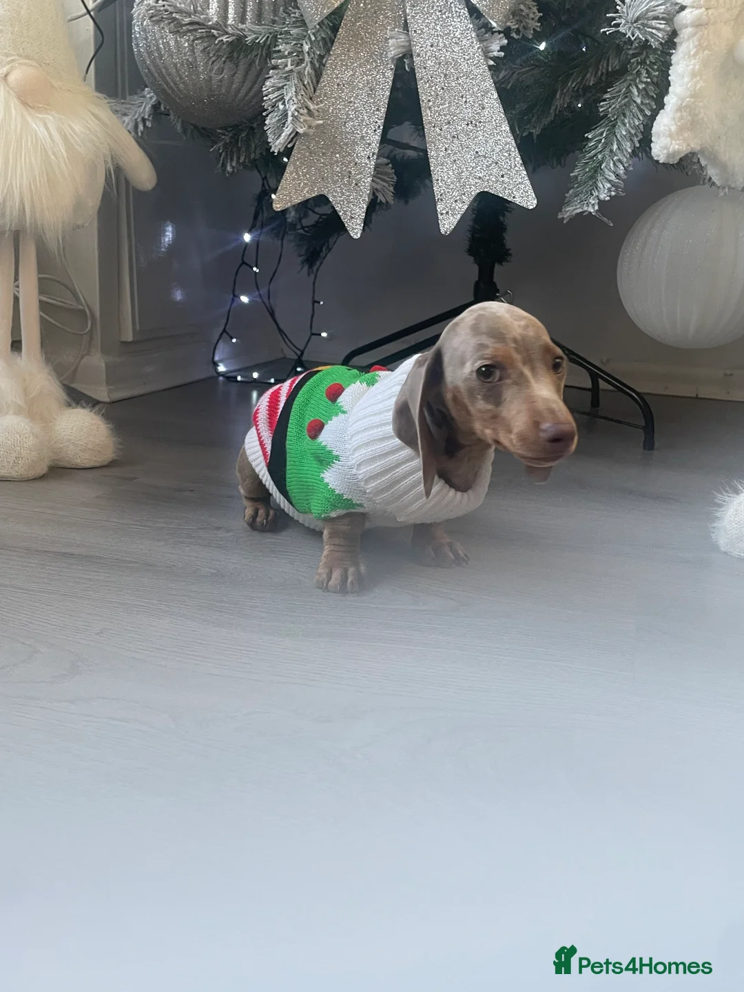 Miniature Dachshund dogs for sale: Female minuture dachshund  - Advert 4