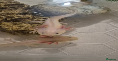 Axolotl reptiles - Advert 7