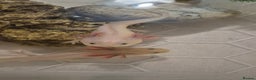 Axolotl reptiles for sale: Axolotls - Advert 3