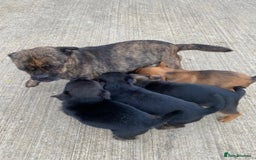 Jug dogs for sale: Jug puppies - Image 3