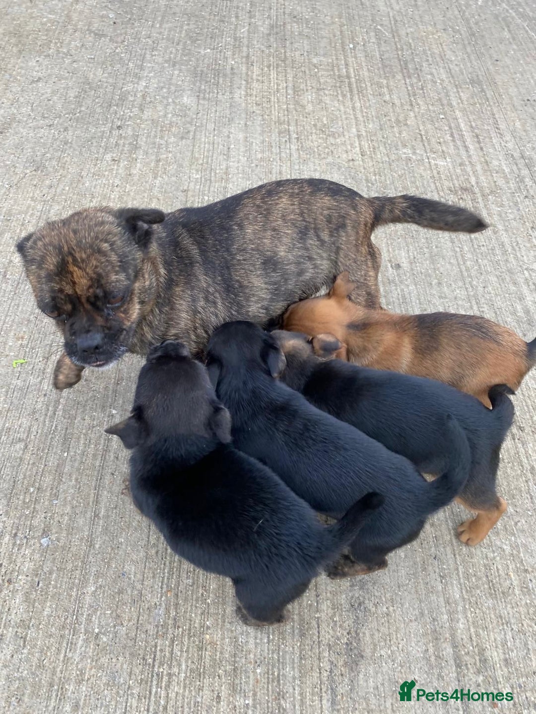 Jug dogs for sale: Jug puppies - Image 3