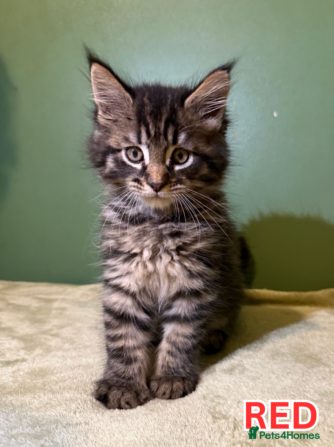 Maine Coon cats for sale: Maine Coon Cross Kittens Ready for Homes! - Advert 9