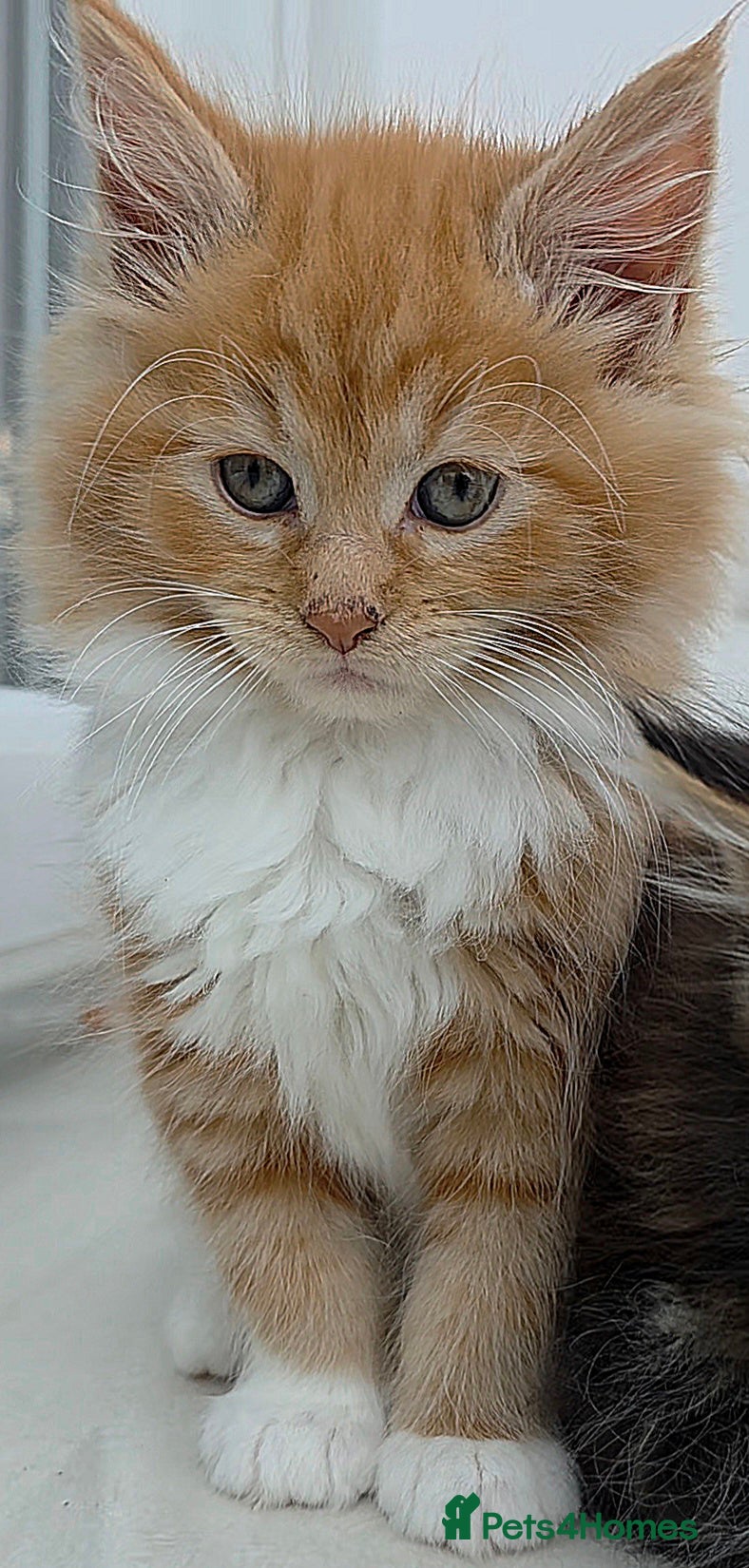 Maine Coon cats 1 Female Fluffy Maine Coon Kitten left!!! - Advert 1