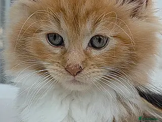 Maine Coon cats 1 Female Fluffy Maine Coon Kitten left!!! - Advert 1