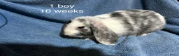 Dwarf Lop rabbits for sale: Baby dwarf lop rabbits  - Advert 9