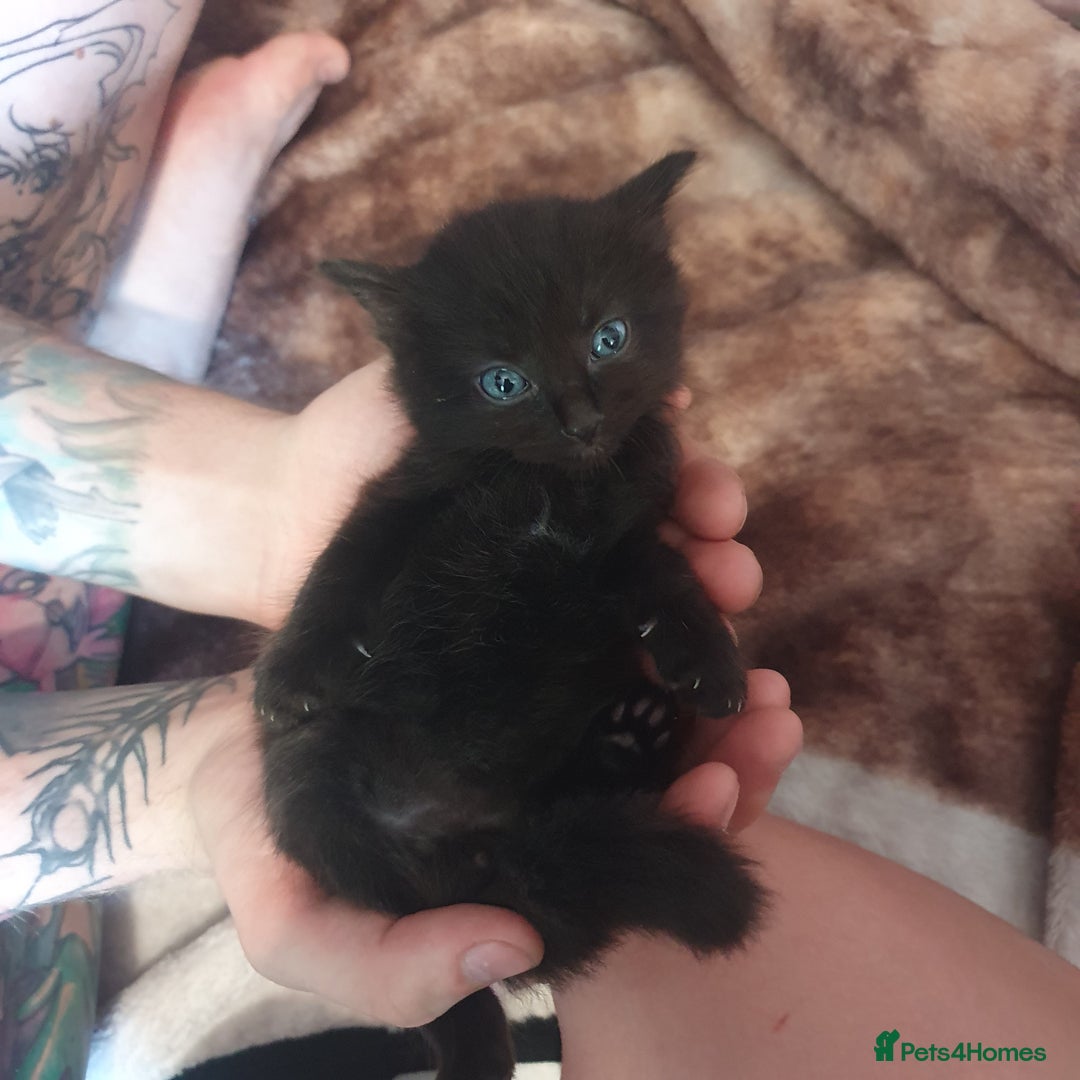 British Longhair cats for sale: Beautiful Black kittens (1 left 4 sold) - Image 1