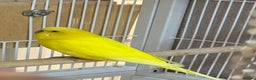 Budgerigars birds for sale: Bonded pair of beautiful yellow budgies  - Advert 3