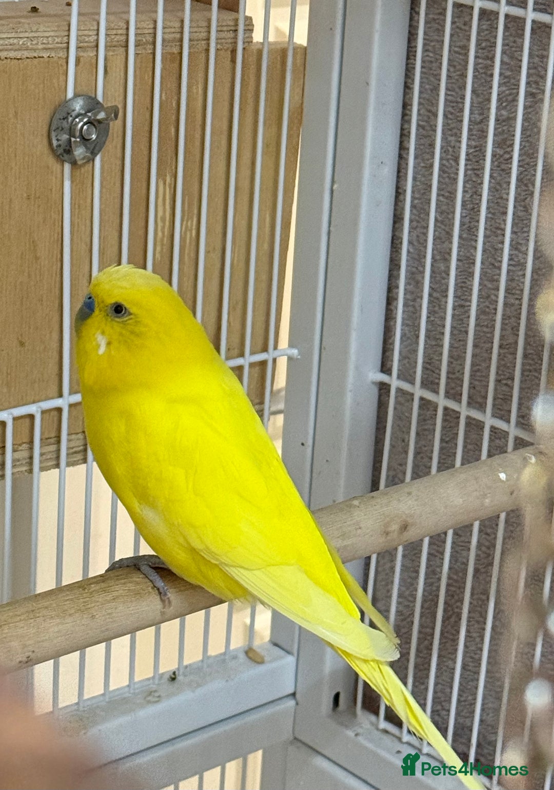 Budgerigars birds for sale: Bonded pair of beautiful yellow budgies  - Advert 3