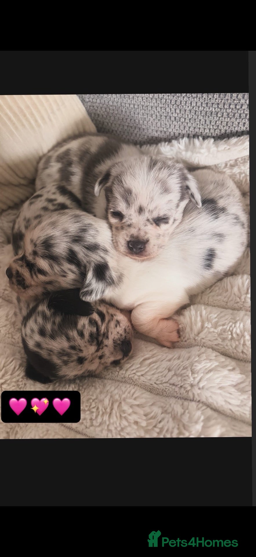 Chihuahua dogs 3 stunning tiny female merle chihuahuas - Advert 1