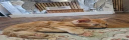 Domestic Shorthair cats for sale: Kittens for sale  - Advert 18