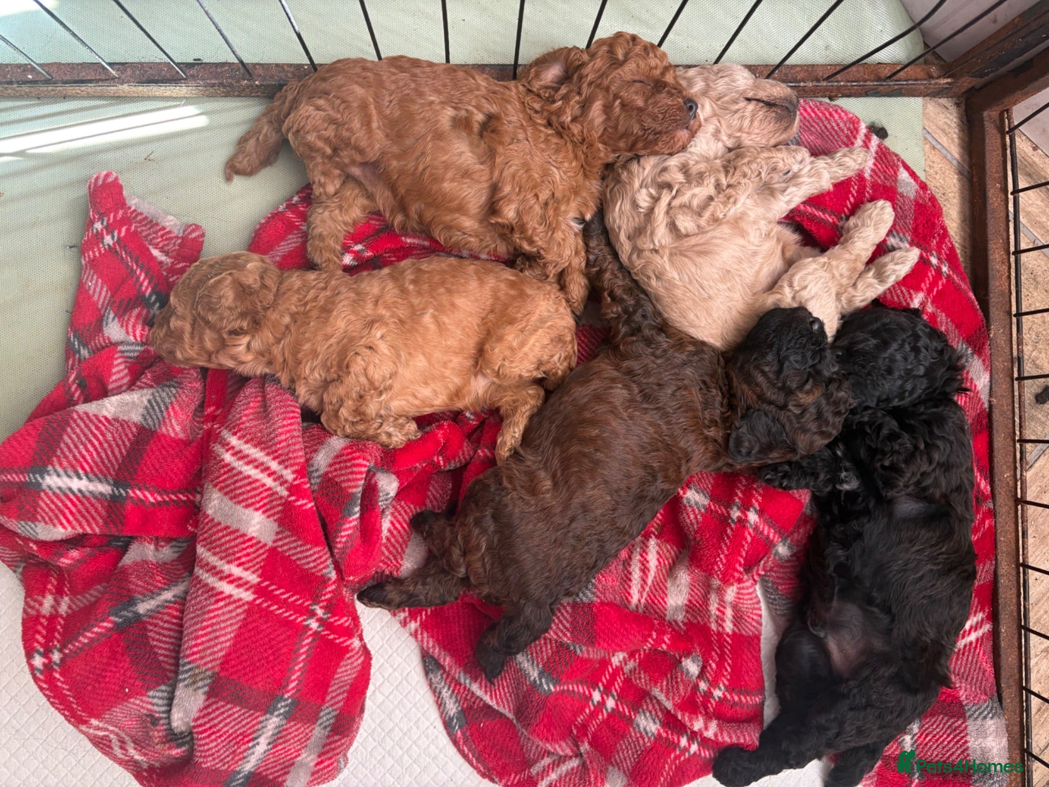 Cavapoo dogs Cavapoo puppies Only 3 Left ❤️ - Advert 13