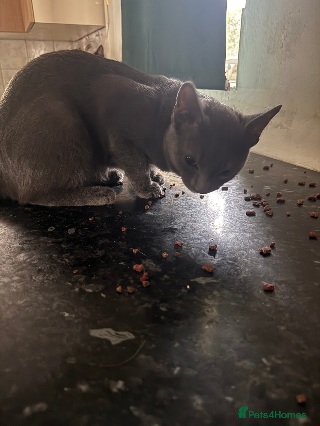 Domestic Shorthair cats for sale: Beautiful 18 week Old kittys  - Advert 8