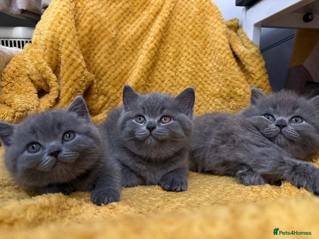 British Shorthair cats for sale: Gorgeous 2 boys  - Image 6