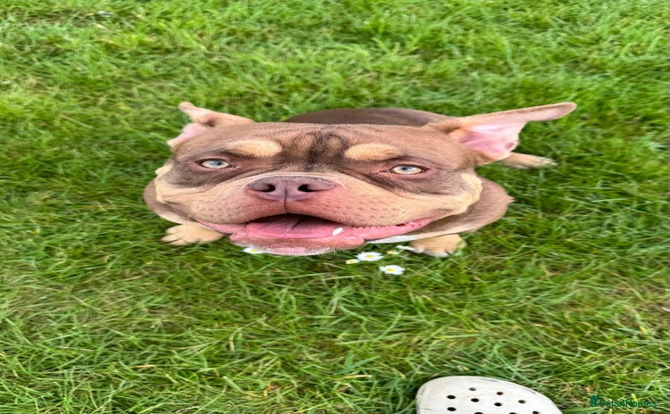 American Bully dogs - Advert 7
