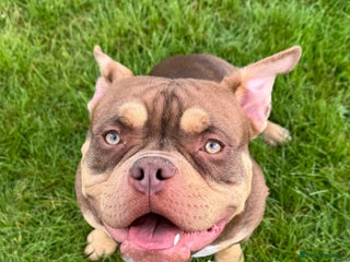 American Bully dogs - Advert 16