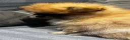Pomeranian dogs for sale: Beautiful Pomeran puppys - Advert 11