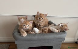 Mixed Breed cats for sale: 5 Fluffy Half Maine Coon kittens - Advert 1