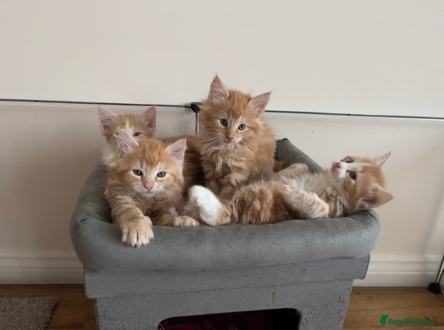 Mixed Breed cats 5 Fluffy Half Maine Coon kittens - Advert 2