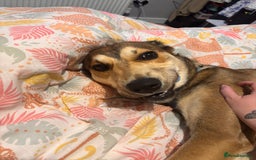 Mixed Breed dogs for sale: Ronnie  - Image 2
