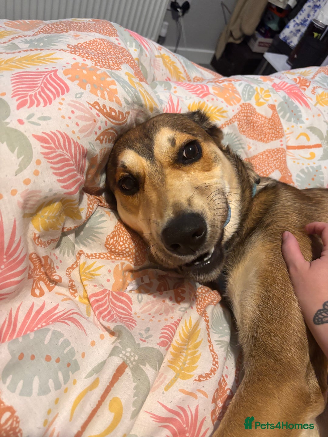 Mixed Breed dogs for sale: Ronnie  - Image 2