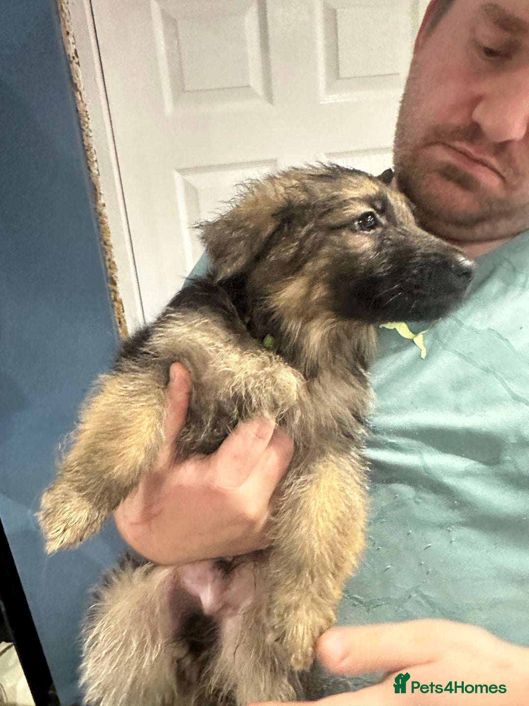 German Shepherd dogs for sale: German Shepherd puppies *Open to sensible offers* - Advert 36