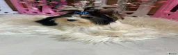 Yorkshire Terrier dogs for sale: Beautiful Biewer Yorkshire Terrier Girl - Advert 6