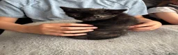 Mixed Breed cats for sale: 4 BEAUTIFUL KITTENS FOR SALE in Paignton - Advert 6