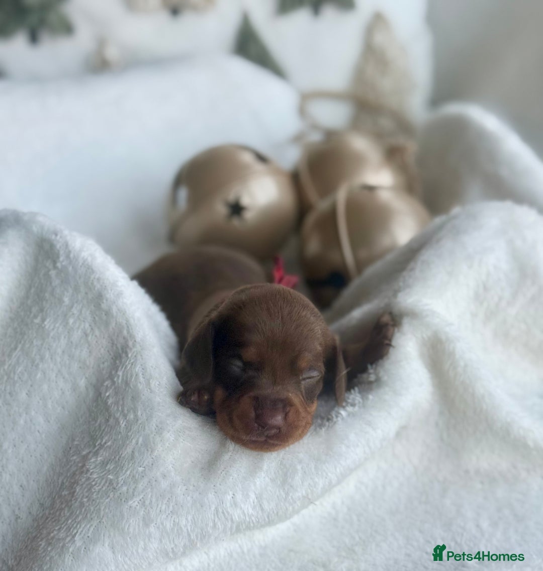 Miniature Dachshund dogs for sale: Kc reg choc tweed dapple & choc n tan  - Advert 12