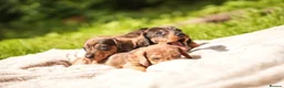Dachshund dogs for sale: Rare Standard Wire Haired Dapple Dachshunds  in Leicester - Advert 27