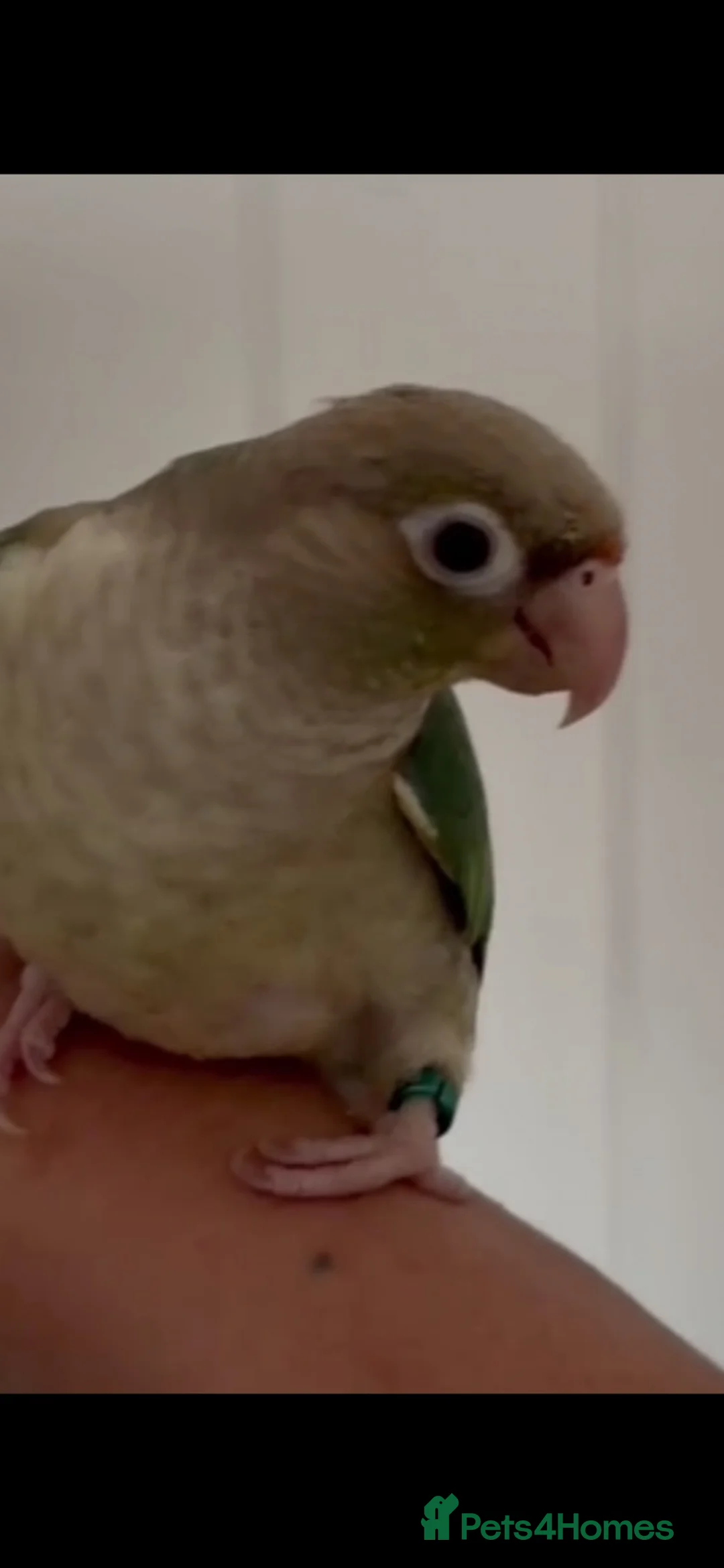 Parrots birds for sale: 2 conure and 4 cockatiels  - Advert 17