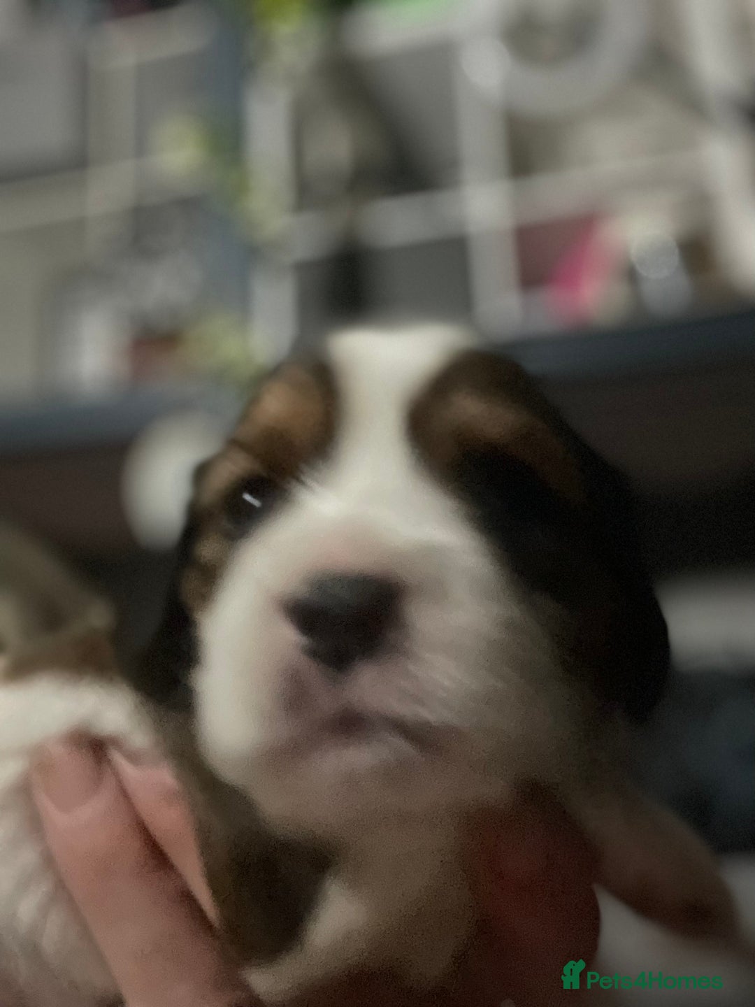 Cavapoo dogs for sale: Beautiful Cavapoo puppies - Image 19