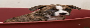 Mixed Breed 2 red