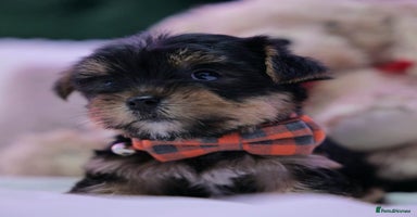 Yorkshire Terrier dogs - Advert 1