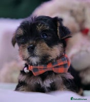 Yorkshire Terrier dogs - Advert 3