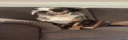 Alapaha Blue Blood Bulldog dogs for sale: Female 1 year old alapaha blood bulldog  - Advert 2