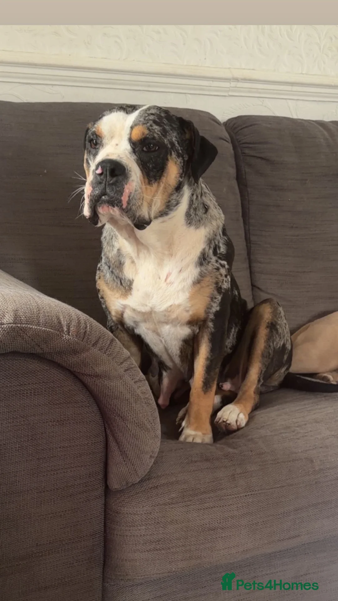 Alapaha Blue Blood Bulldog dogs for sale: Female 1 year old alapaha blood bulldog  - Advert 2