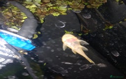 Plecos fish for sale: Bristlenose & Green Phantom plec, shrimps, Guppies - Image 9